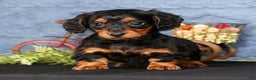 Miniature Dachshund dogs for sale: Natalie - Ad 1