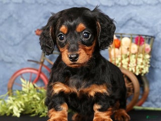 Miniature Dachshund dogs Natalie - Ad 3