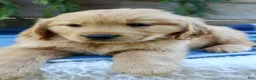 Golden Retriever dogs for sale: Benny - Ad 2