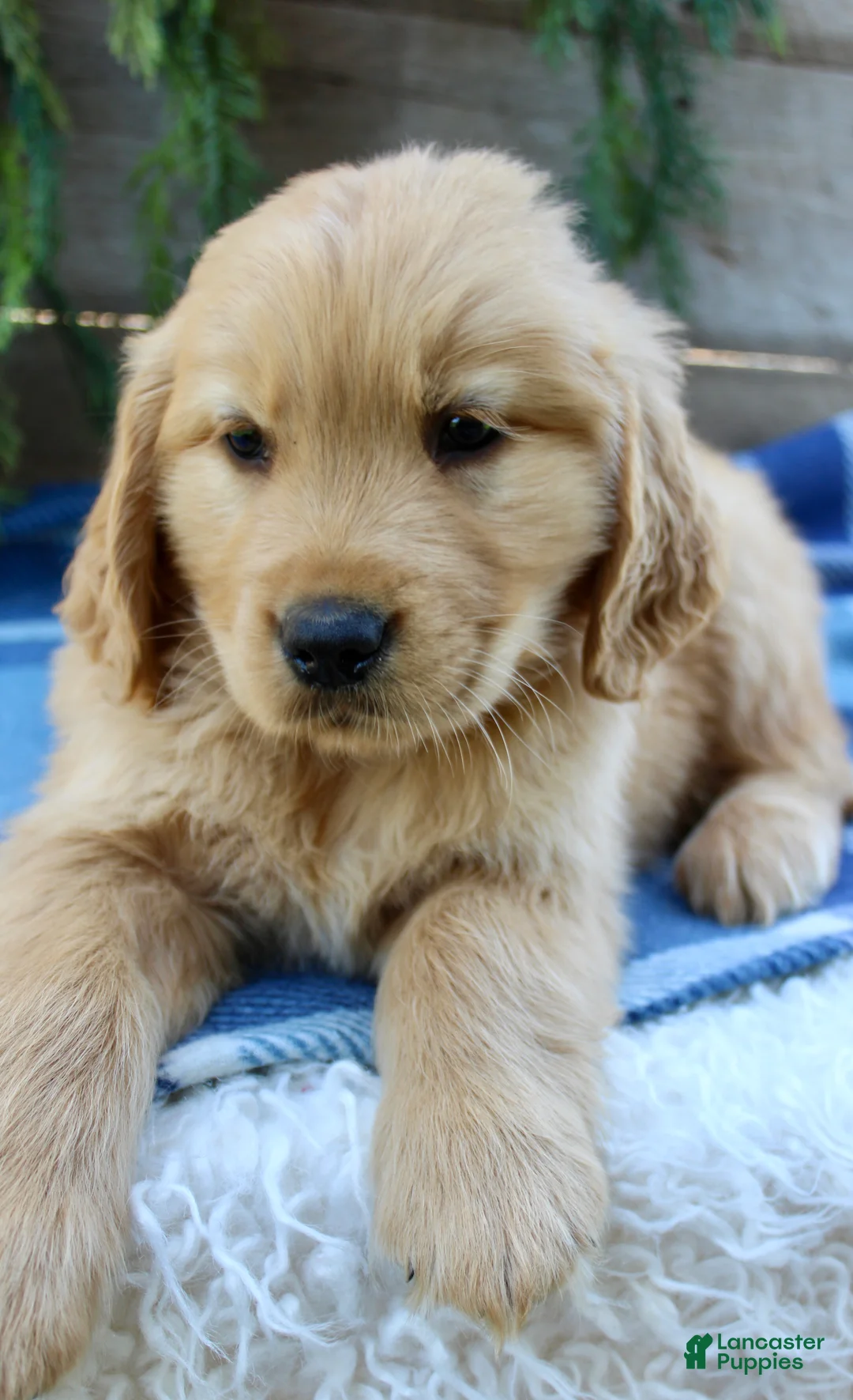 Golden Retriever dogs for sale: Benny - Ad 2