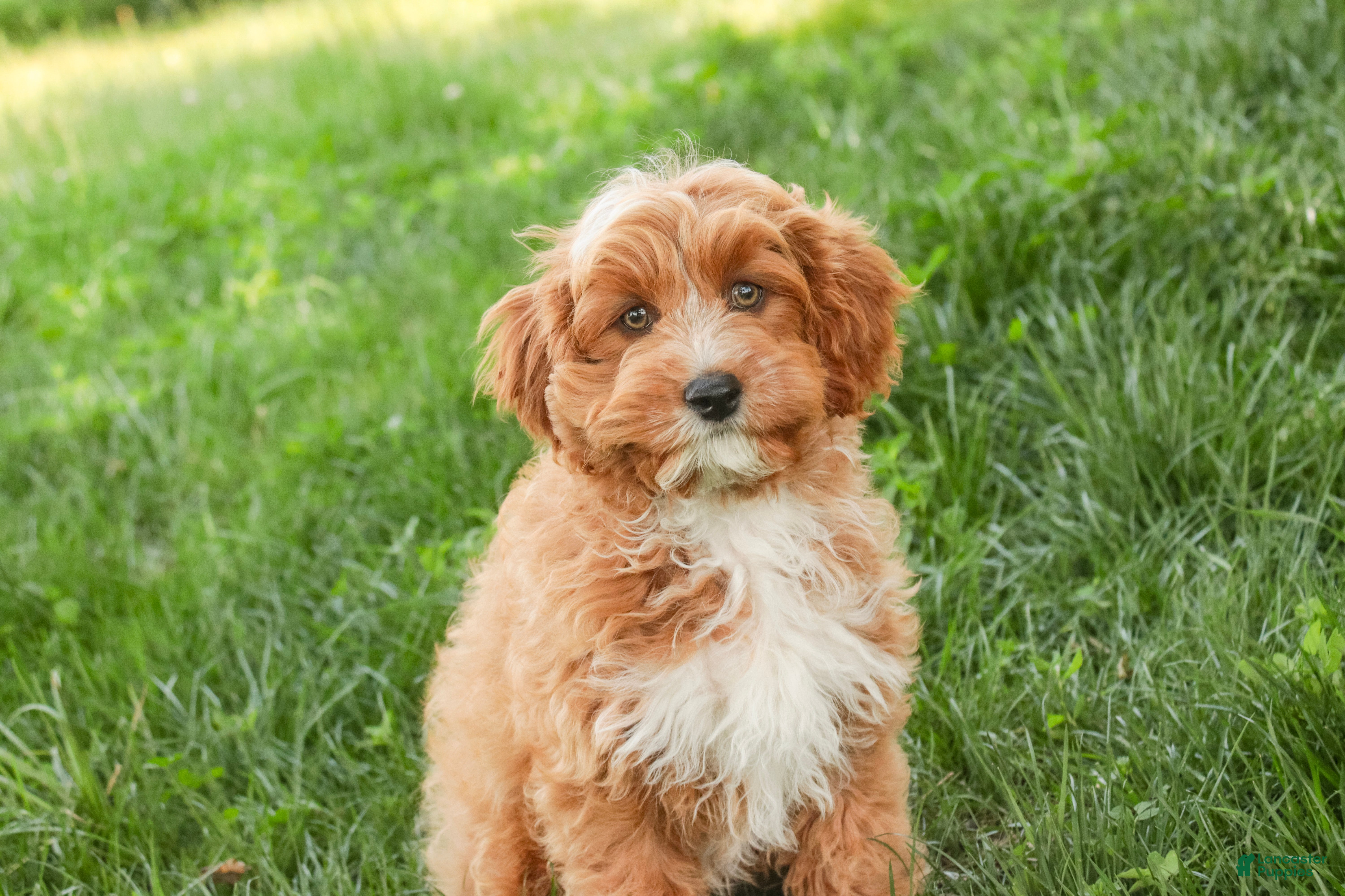 Cavapoo dogs Herbie - Ad 1