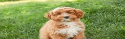 Cavapoo dogs for sale: Herbie - Ad 1