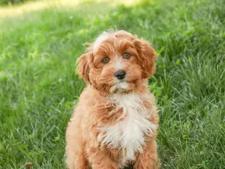 Cavapoo dogs for sale: Herbie - Ad 2
