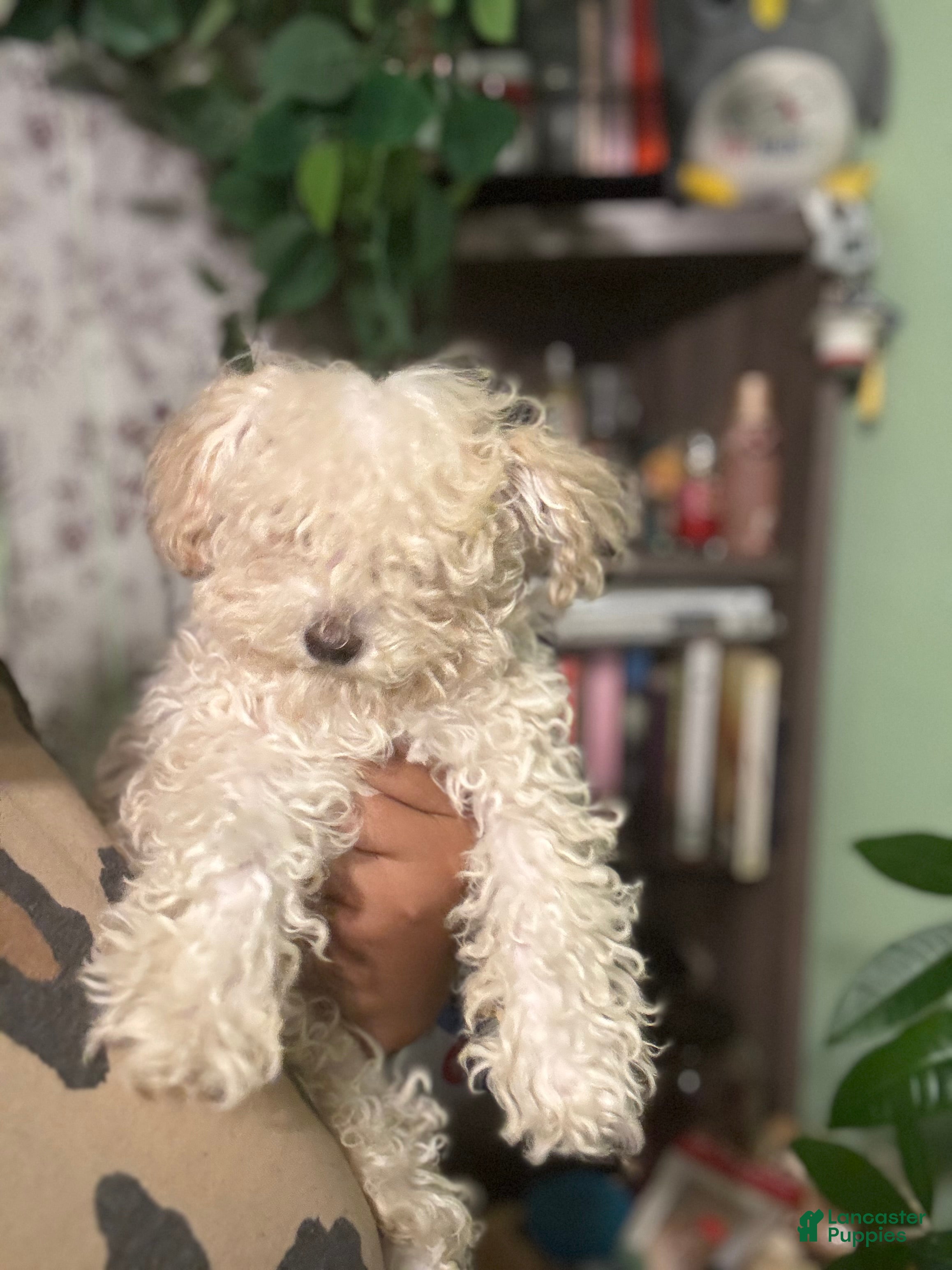 Maltipoo dogs Noodle - Ad 2