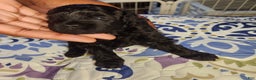 Shihpoo dogs for sale: Shihpoo Puppy 4 - Ad 1