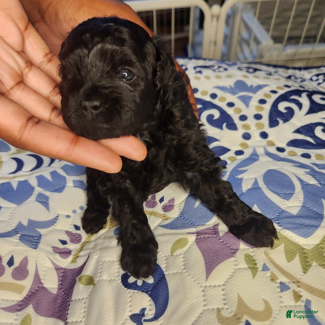Shihpoo dogs for sale: Shihpoo Puppy 4 - Ad 1