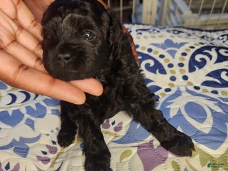 Shihpoo dogs Shihpoo Puppy 4 - Ad 41