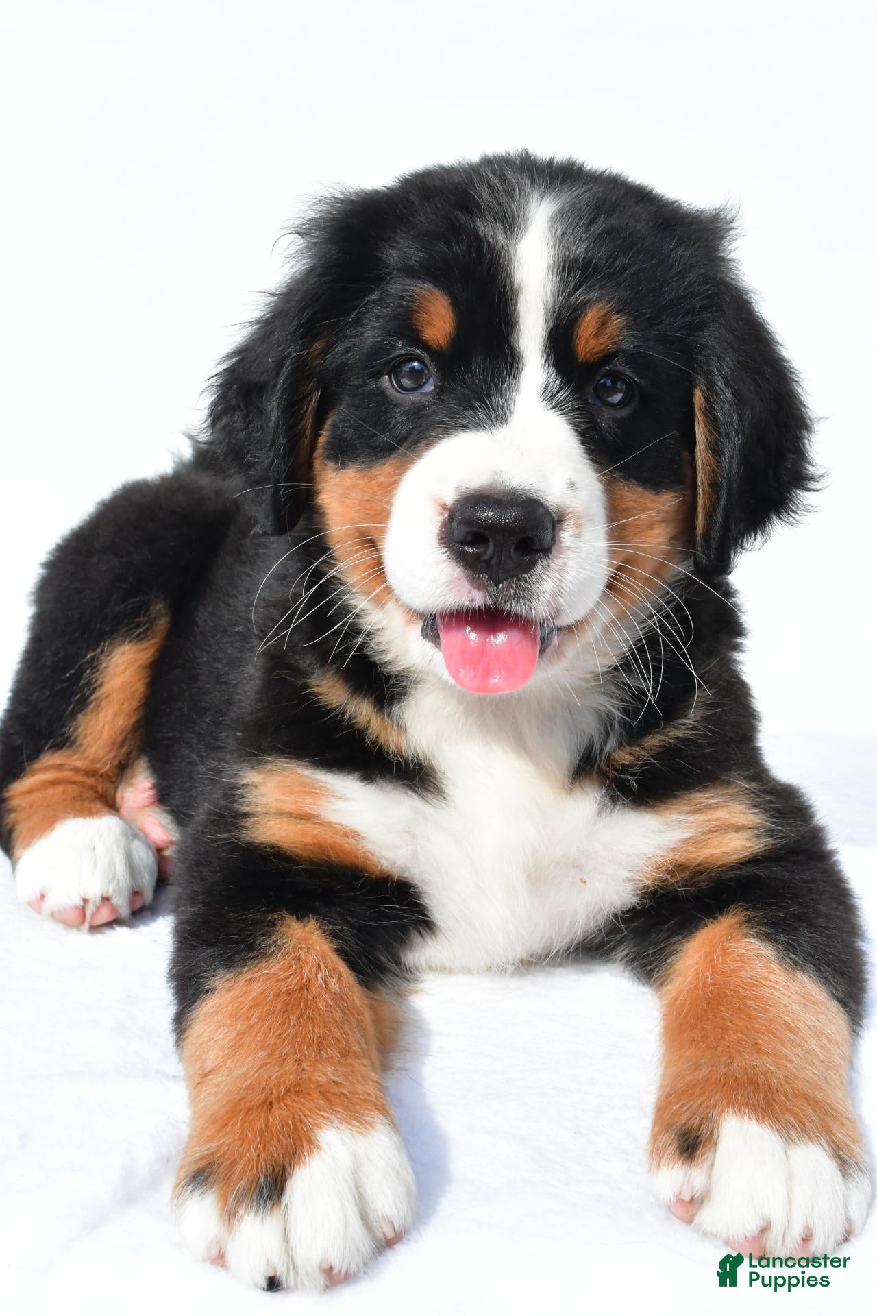 Bernese Mountain Dog dogs Princess - Ad 1