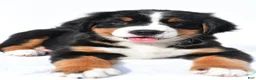 Bernese Mountain Dog dogs for sale: Princess - Ad 1