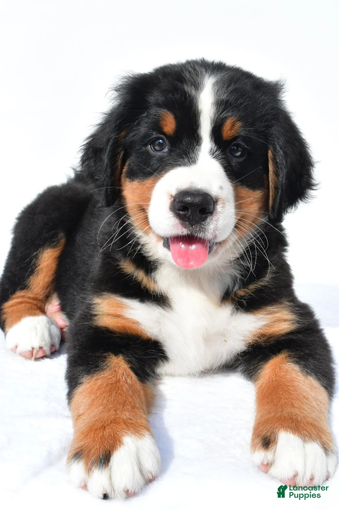 Bernese Mountain Dog dogs for sale: Princess - Ad 1