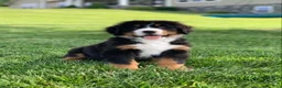 Bernese Mountain Dog dogs for sale: Snoopy - Ad 8
