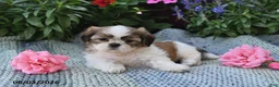Shih Tzu dogs for sale: Sadie Rose - Ad 3