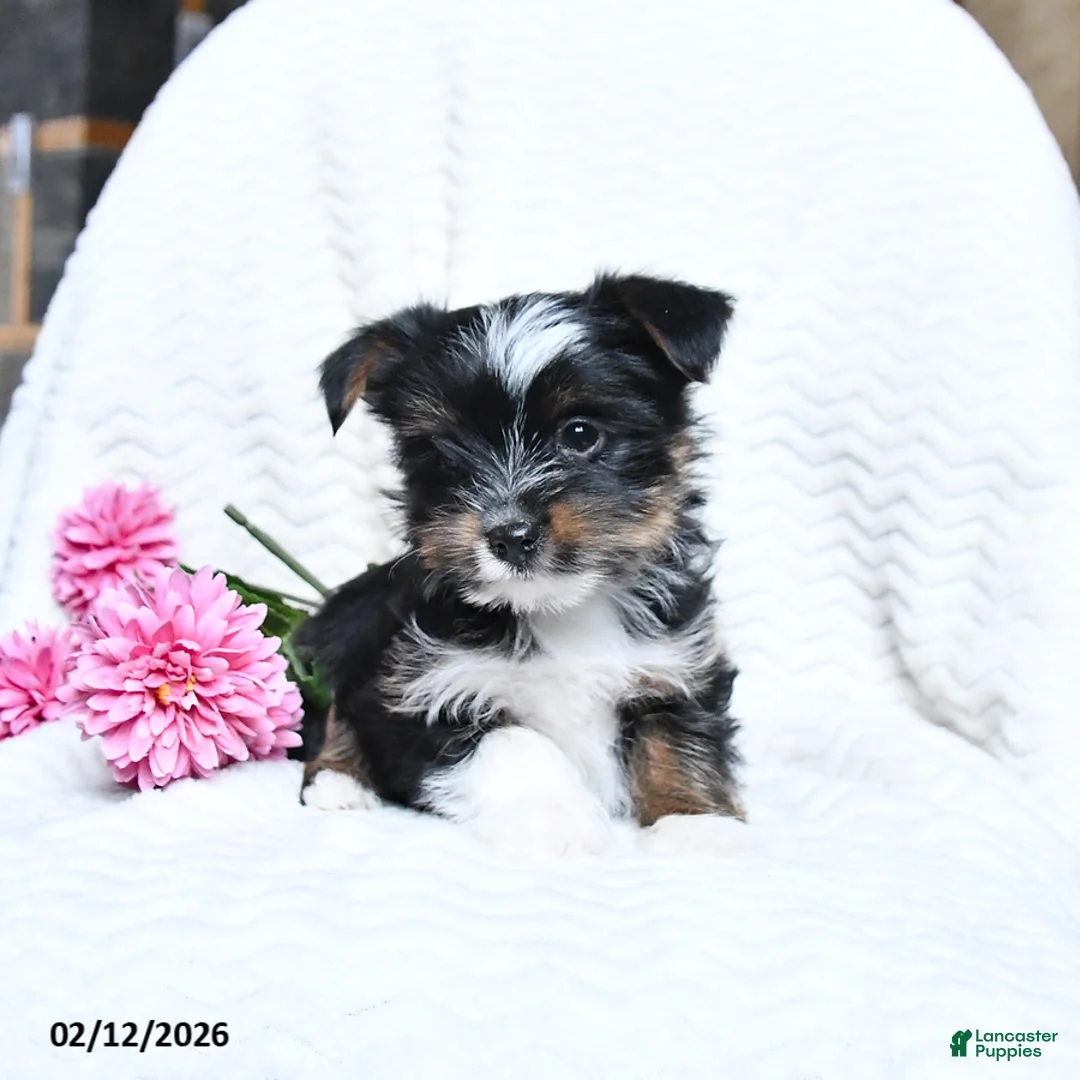 Yorkshire Terrier dogs for sale: Merlin - Ad 3