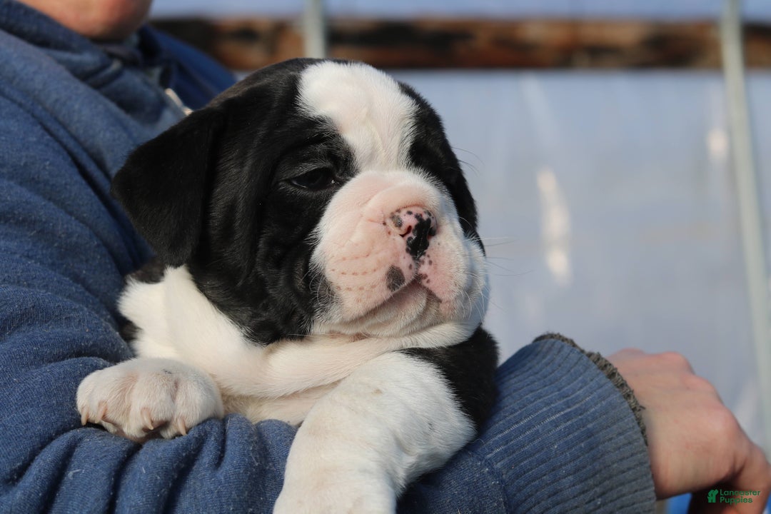 Mixed Breed dogs for sale: Splash - Ad 5