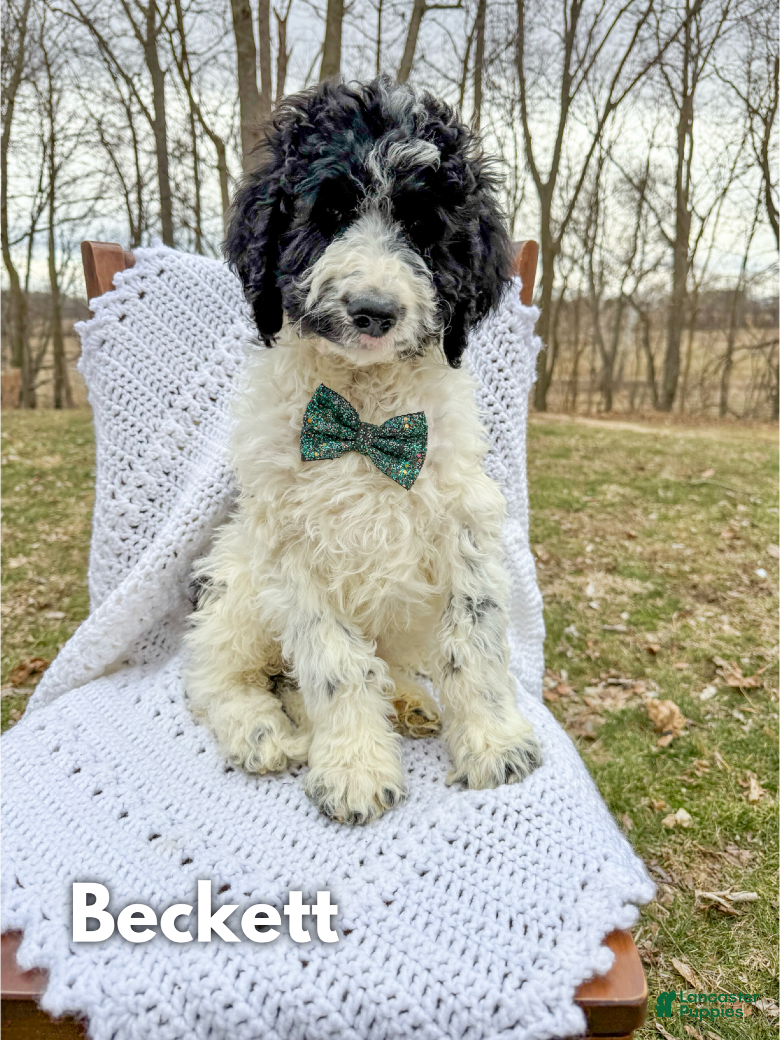 Saint Berdoodles dogs Beckett - Ad 1