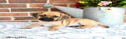 Puggle dogs for sale: Sindy - Ad 4