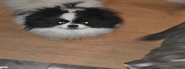 Pua