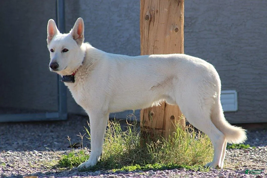 German Shepherd dogs for sale: Allison - Ad 5