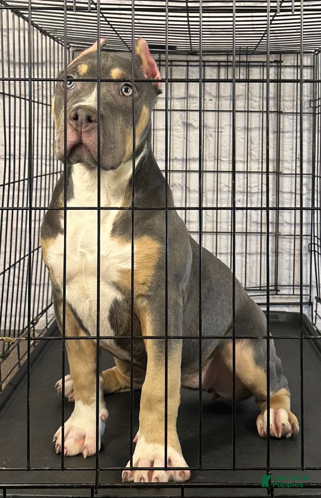 American Bully dogs for sale: Maggie - Ad 6