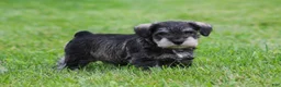 Miniature Schnauzer dogs for sale: Stetson  - Ad 5
