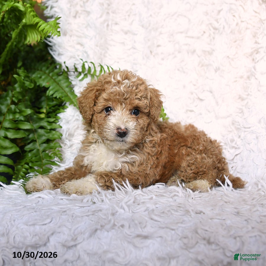 Toy Poodle dogs for sale: Asher - Ad 2