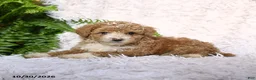 Toy Poodle dogs for sale: Asher - Ad 2