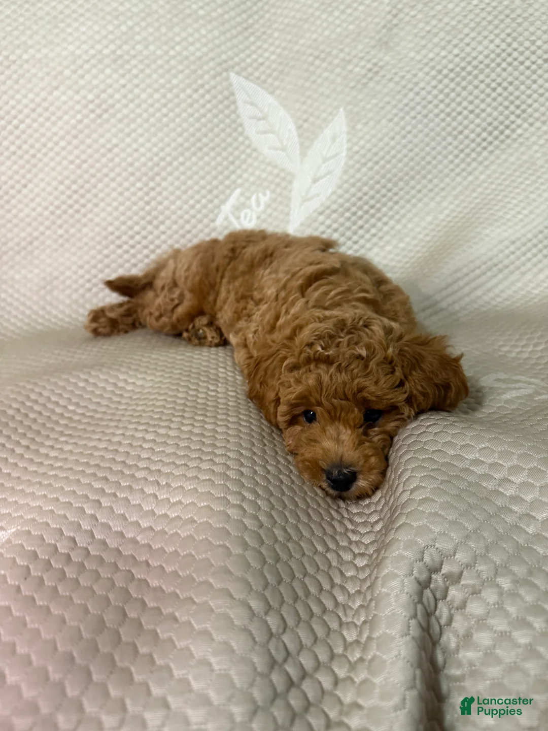 Maltipoo dogs for sale: Maltipoo 1 - Ad 2