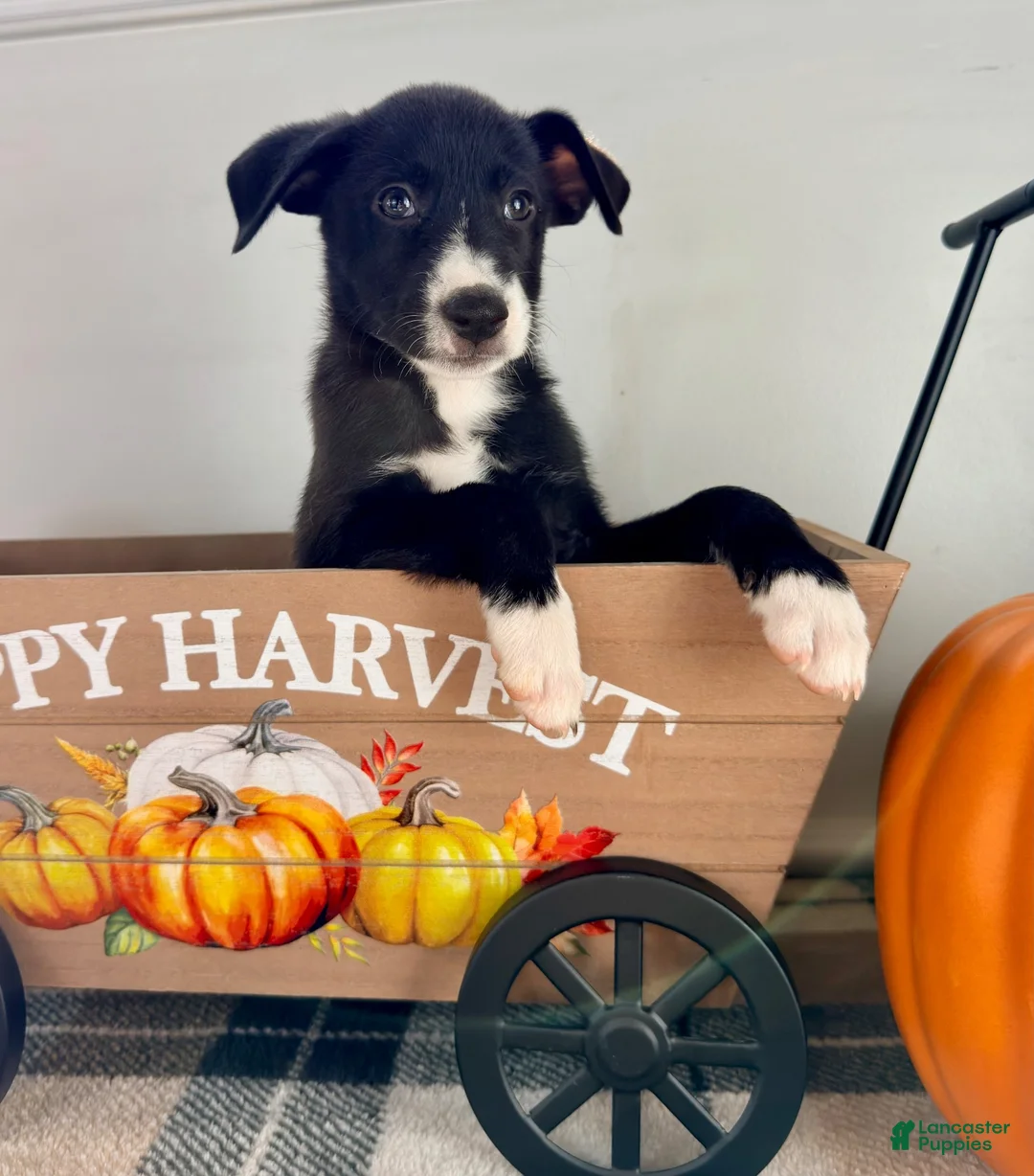 Border Collie dogs for sale: Maple - Ad 5