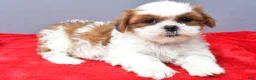 Shih Tzu dogs for sale: Sadie - Ad 5