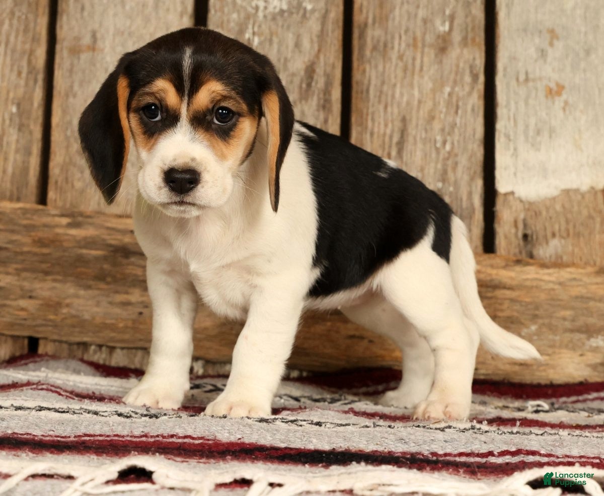 Beagle dogs for sale: Cuddles - Ad 5