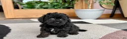 Mixed Breed dogs for sale: Maltipoo/Havanese boy 2  - Ad 8