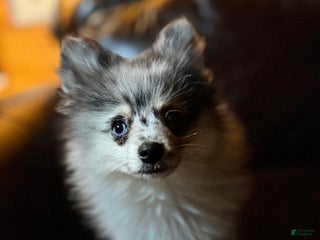 Pomeranian dogs - Ad 22