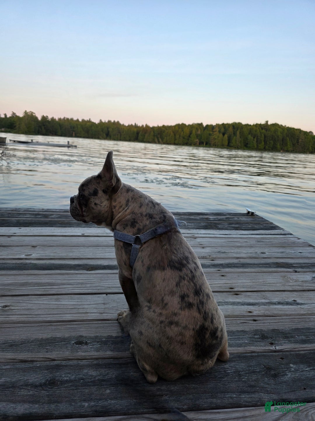 French Bulldog dogs for stud: Mr Boy Bleu - Ad 3