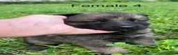 German Shepherd dogs for sale: German Shepherd 4 - Ad 3