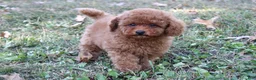 Toy Poodle dogs for sale: Percival - Ad 3