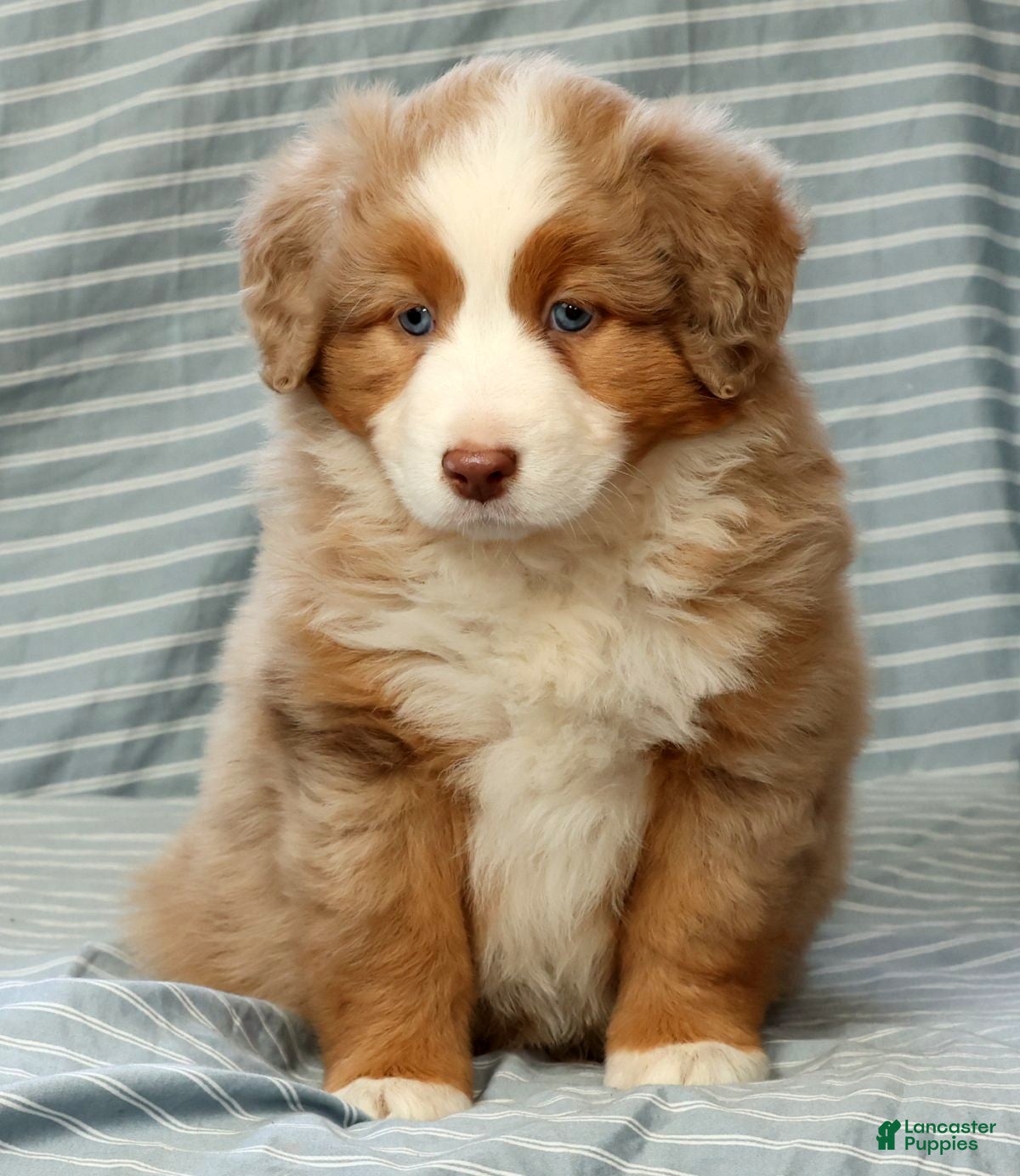 Australian Shepherd dogs for sale: Margie - Ad 7