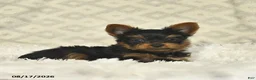 Yorkshire Terrier dogs for sale: Luke  - Ad 4