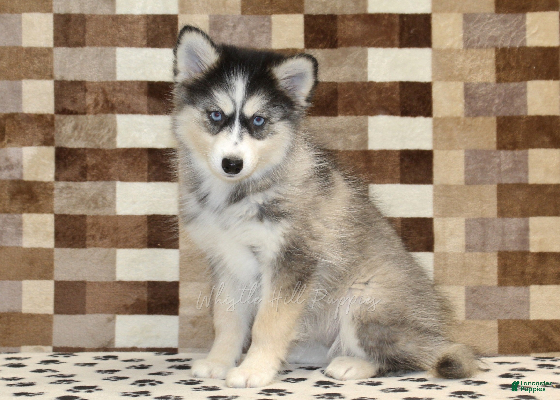 Pomsky dogs Willow - Ad 1
