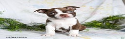 Boston Terrier dogs for sale: Bobby - Ad 1