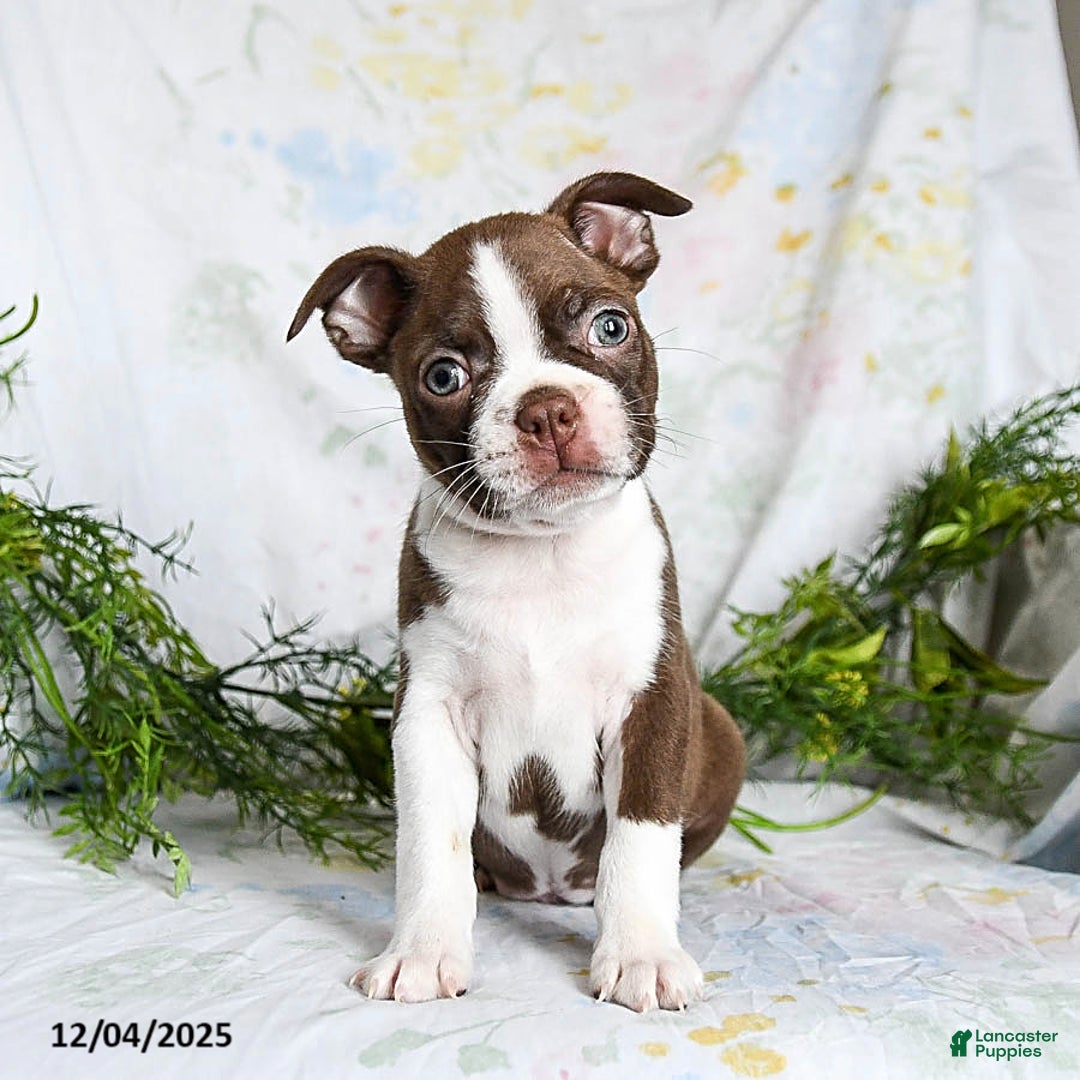 Boston Terrier dogs for sale: Bobby - Ad 1