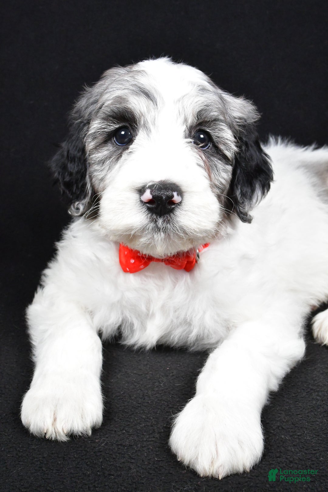 Sheepadoodle dogs for sale: Milo - Ad 3