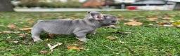 French Bulldog dogs for sale: French Bulldog Puppy 1 - Ad 2