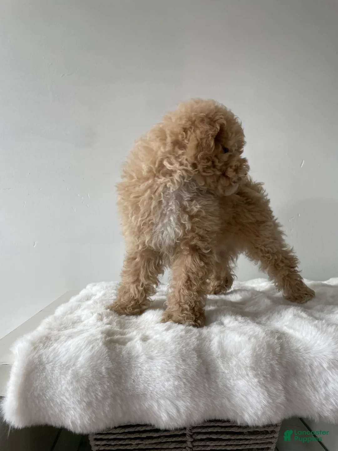 Toy Poodle dogs for sale: Oliver - Ad 2