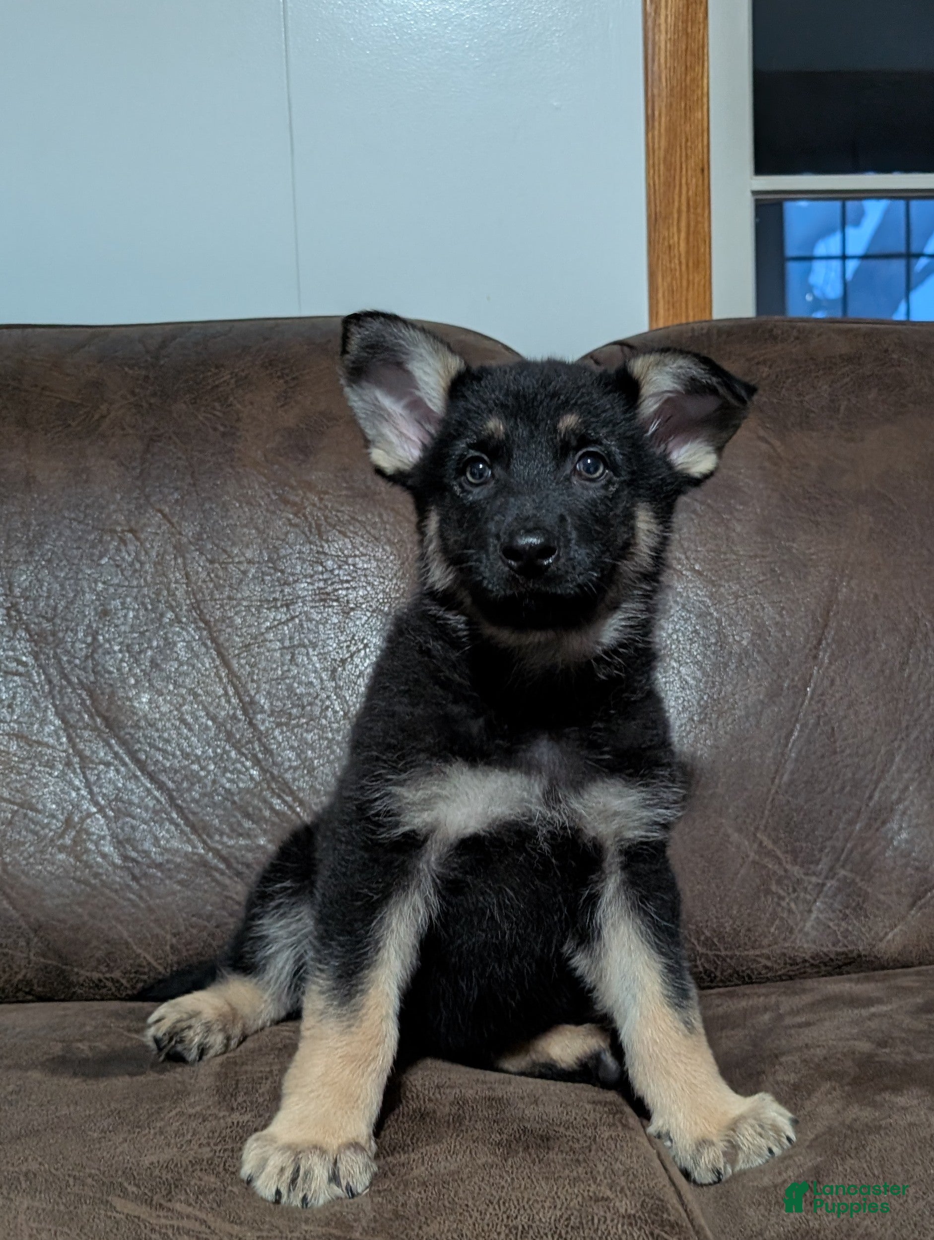 German Shepherd dogs Issie - Ad 1