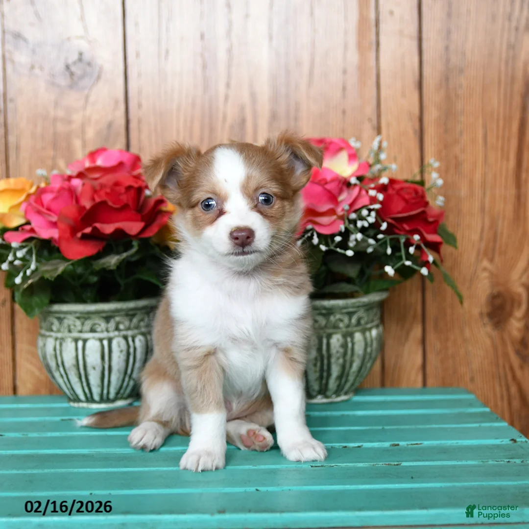Chihuahua dogs for sale: Lake  - Ad 1