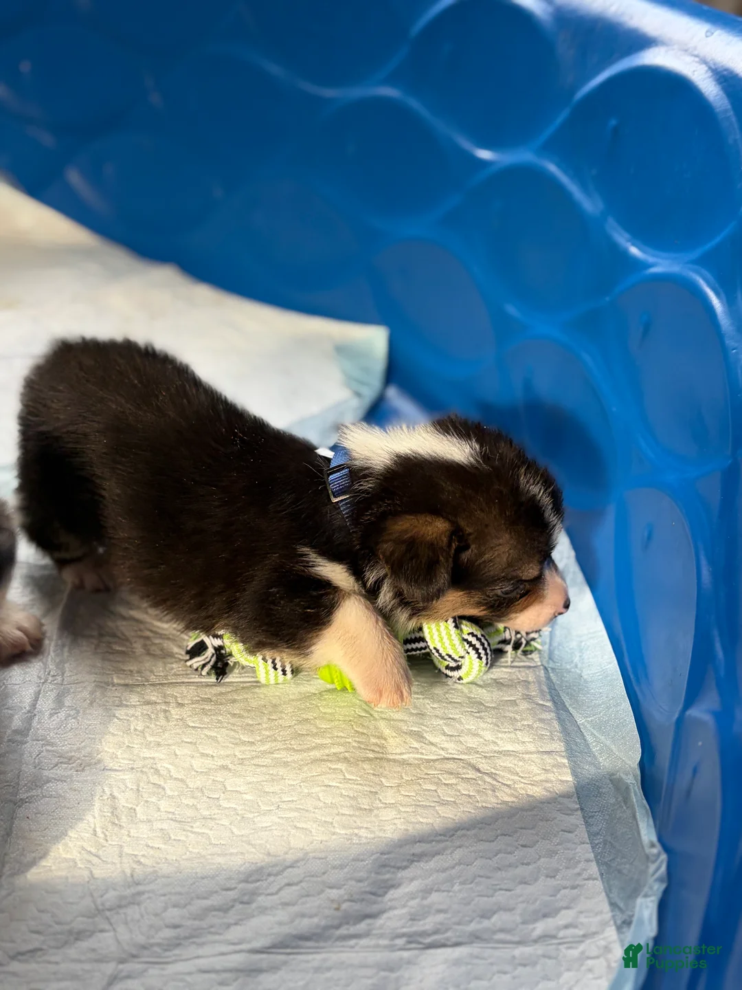 Welsh Corgi Pembroke dogs for sale: Niko - Ad 2