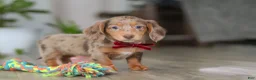 Miniature Dachshund dogs for sale: Violet - Ad 3