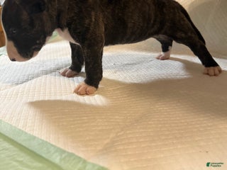 Bull Terrier dogs - Ad 2