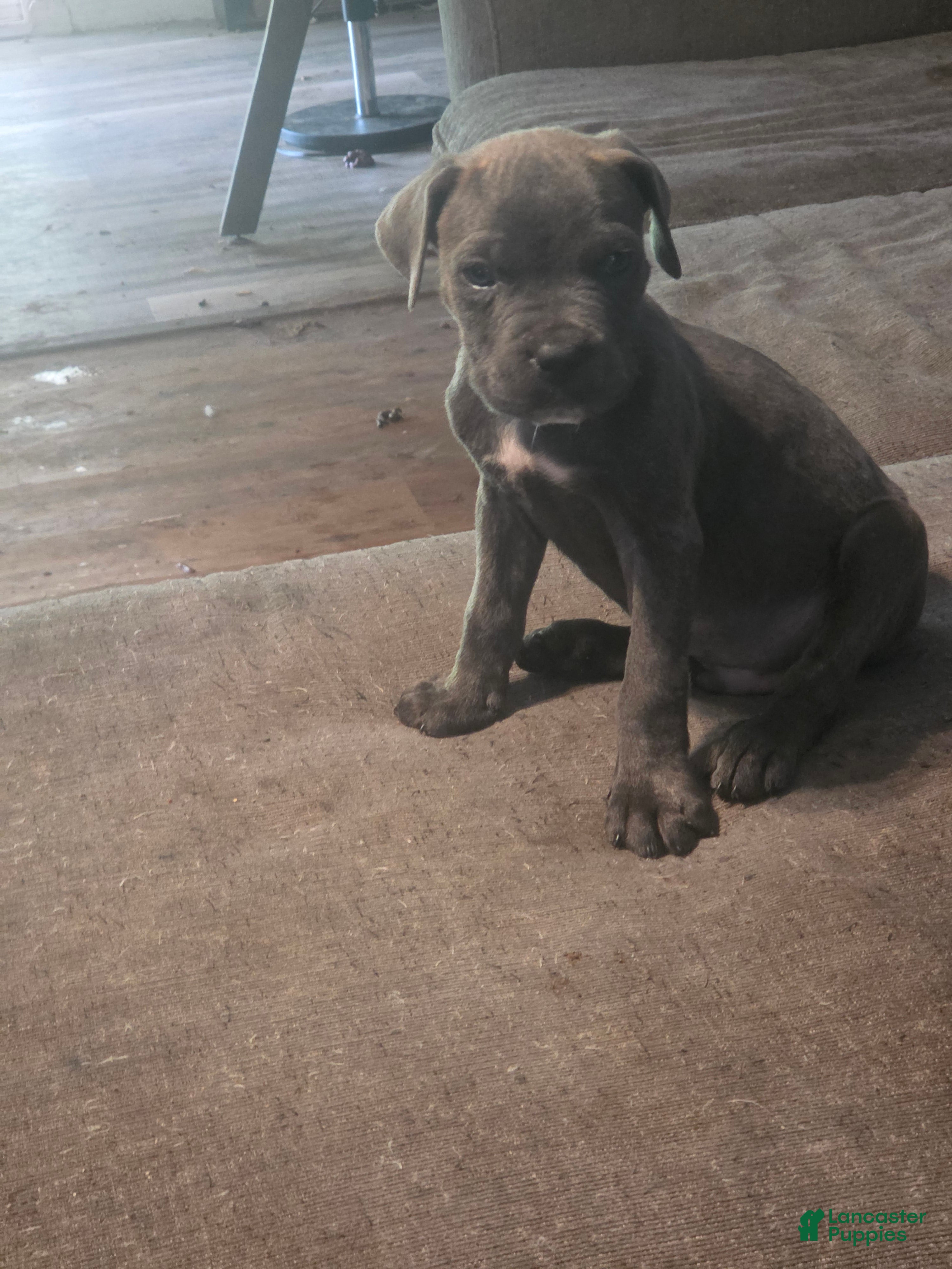 Cane Corso dogs Gray Male 5 - Ad 2
