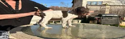 German Shorthaired Pointer dogs for sale: German Shorthaired Pointer Puppy 4 - Ad 8